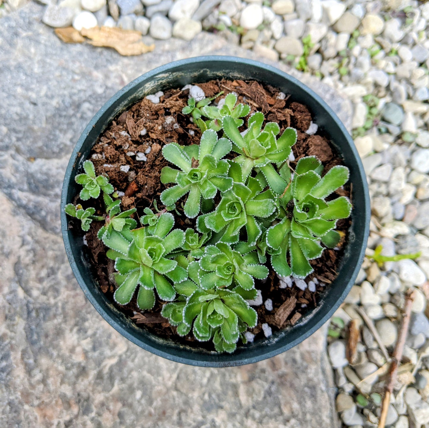Saxifraga Paniculata