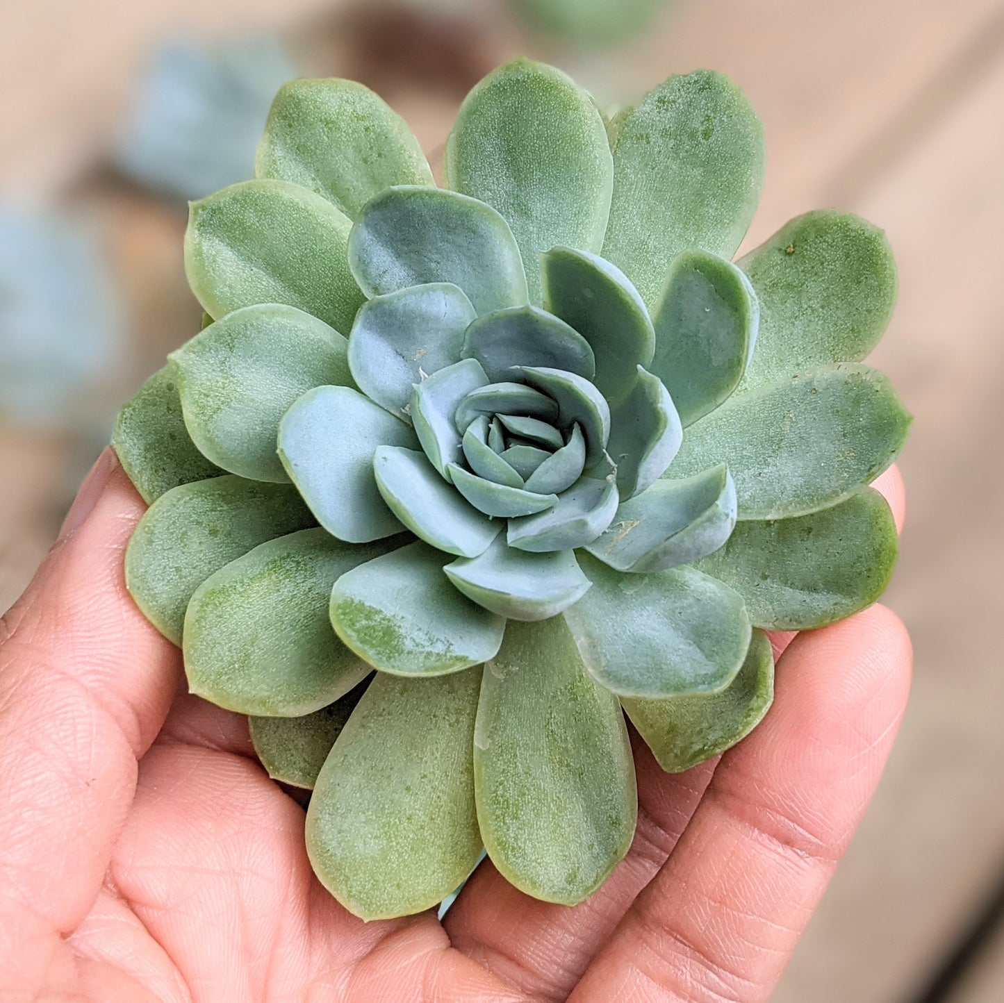 Echeveria elegans – Mexican Snowball Succulent