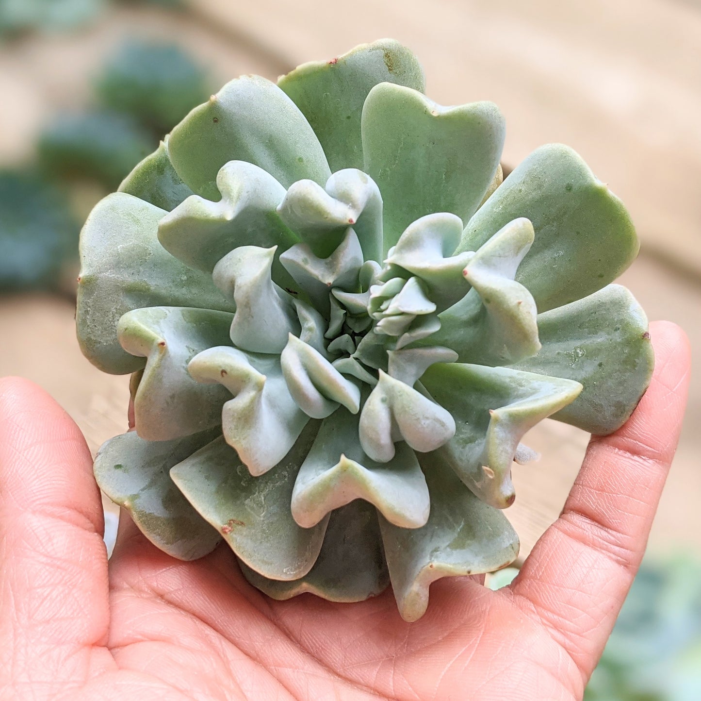 Echeveria Topsy Turvy