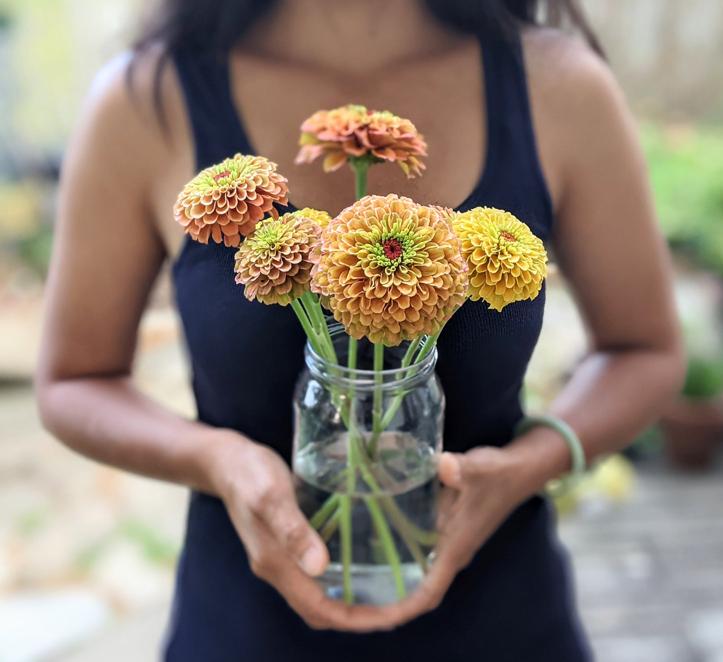 Zinnia