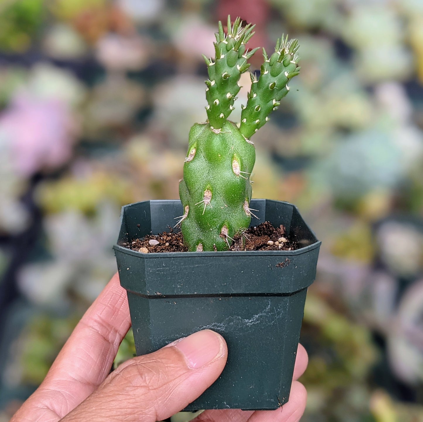 Cylindropuntia Opuntia Imbricata Cholla