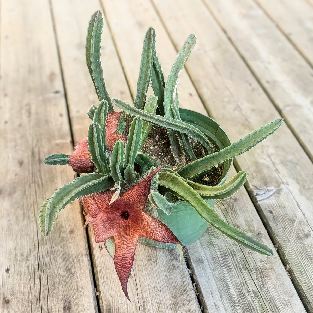 Stapelia Hirsuta