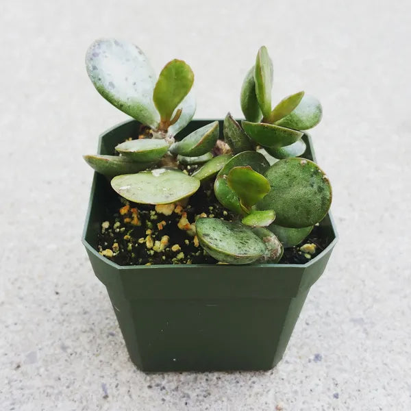Close-up of Adromischus Alstonii succulent, showcasing its thick, round, fleshy leaves with a unique texture.
