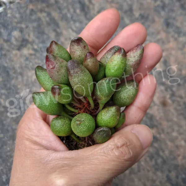 Adromischus Clavifolius