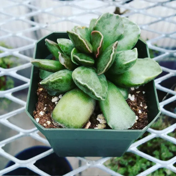 Adromischus Cooperi Species