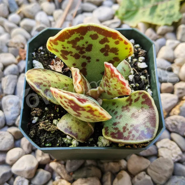 Close-up of Adromischus sphenophyllus, a succulent plant with compact rosettes of triangular, pale green leaves. The leaves have a smooth, slightly glossy surface and may display reddish or purple hues near the edges.