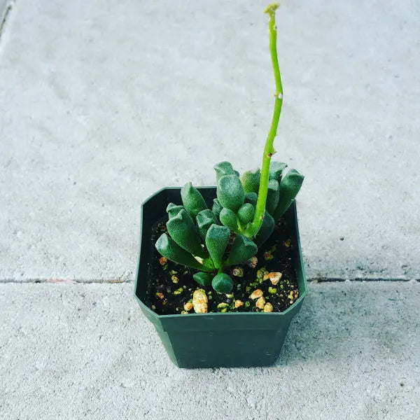 Adromischus Cristatus Var Schonlandii