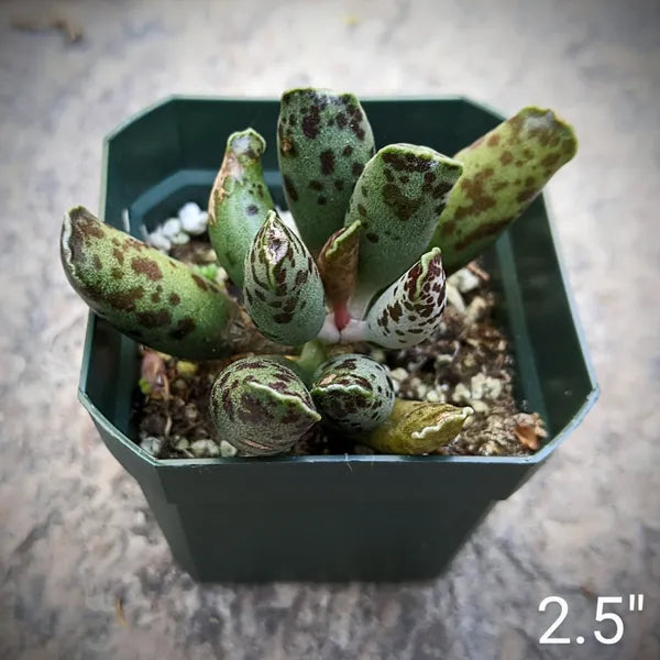 Adromischus Festivus
