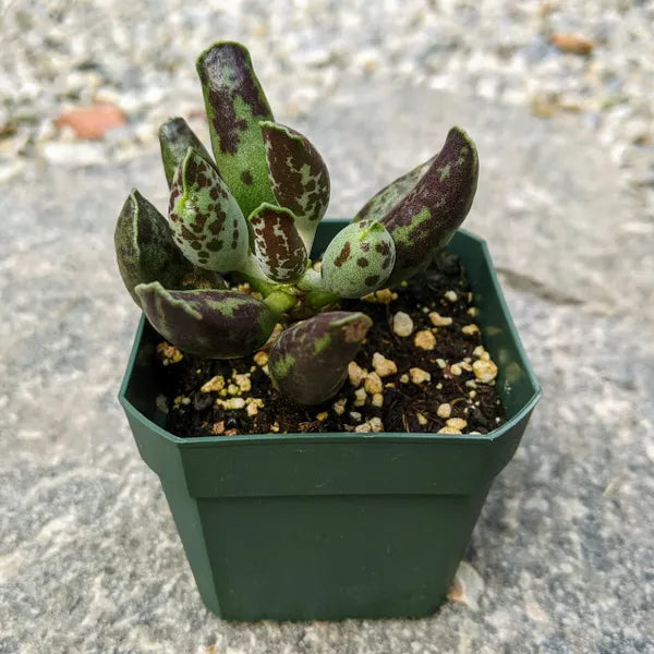 Adromischus Festivus