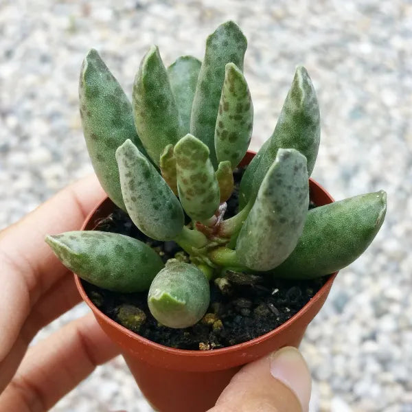 Adromischus Festivus