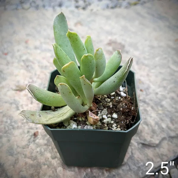 Adromischus Halesowensis