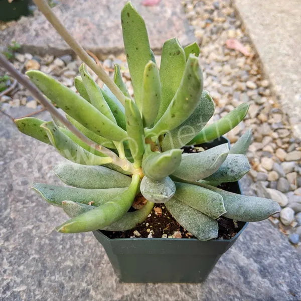 Adromischus Halesowensis