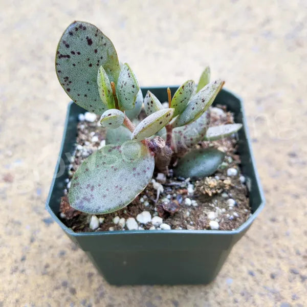 Adromischus Hemisphaericus