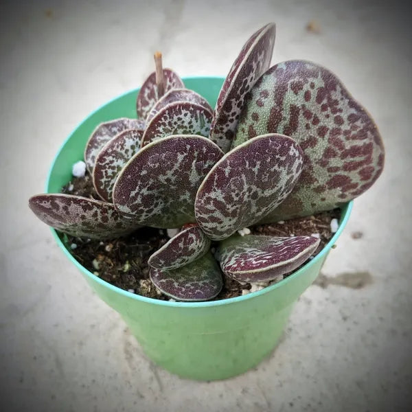 Adromischus Maculatus