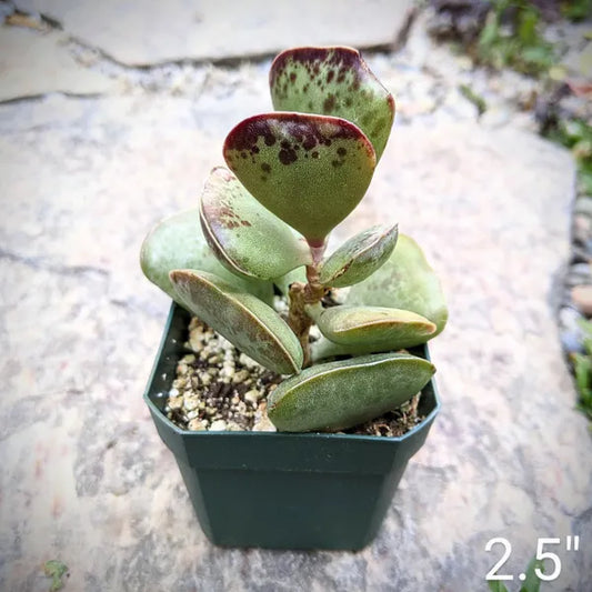 Close-up of Adromischus Triflorus 'Calico Hearts,' a succulent with heart-shaped, fleshy leaves in a mix of green, grey, and reddish-brown. The leaves are patterned with irregular patches of colour, creating a calico effect, and are arranged in a compact rosette.