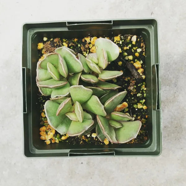 Close-up of Adromischus schuldtianus in a 3.5" pot, showcasing its unique, triangle-shaped leaves.