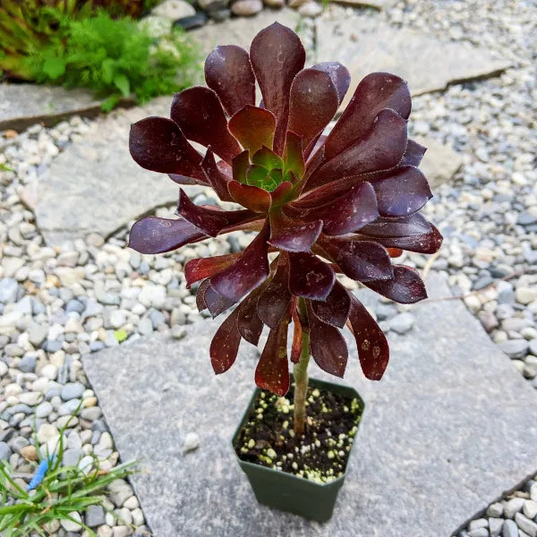 Close-up of Aeonium arboreum 'Atropurpureum,' featuring dark burgundy to purple rosettes of glossy, fleshy leaves. The rosettes are large and dense, with a diameter of 6-8 inches, and the plant is shown in bright light. Small clusters of star-shaped yellow flowers may also be visible.