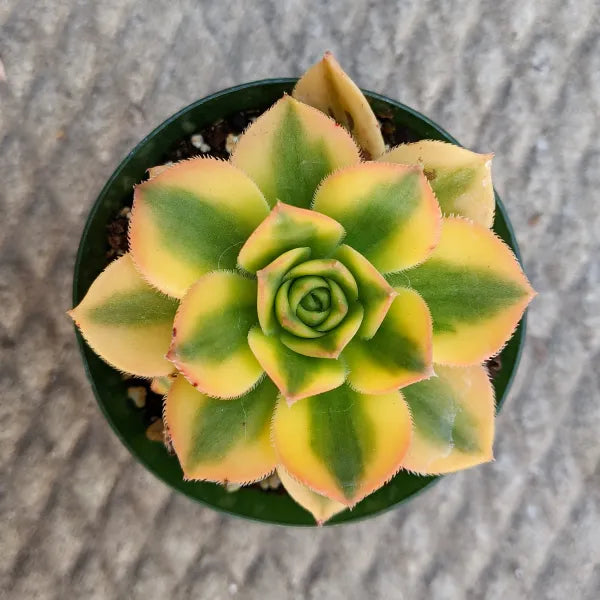 Close-up of Aeonium floresense, featuring compact rosettes of thick, fleshy leaves in a vibrant mix of green, yellow, and reddish hues. The leaves have a glossy sheen and are rounded, forming a dense, symmetrical rosette. Clusters of small, star-shaped yellow flowers may be visible.