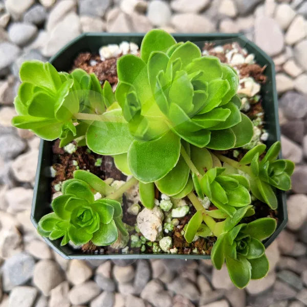 Aeonium Greenovia Dodrantalis