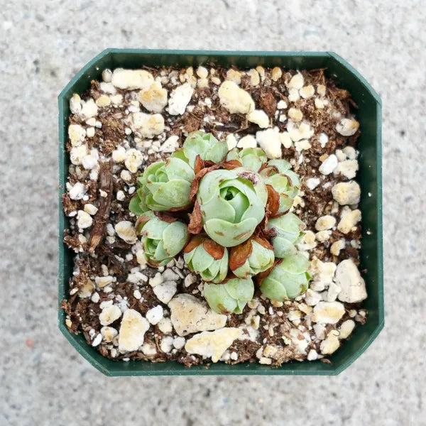 Aeonium Greenovia Dodrantalis