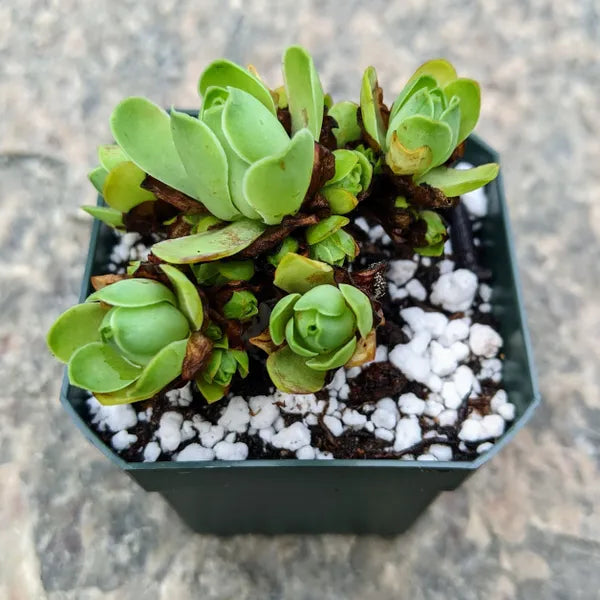 Aeonium Greenovia Dodrantalis