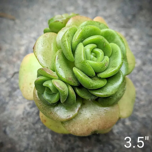 Aeonium Lily Pad