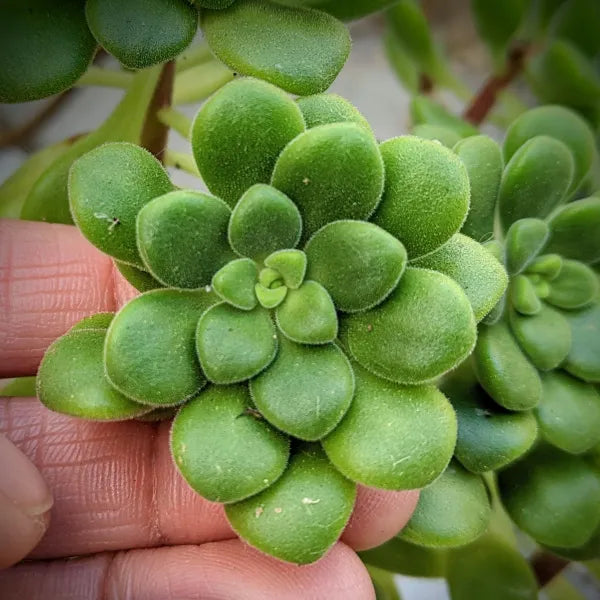 Close-up of an Aeonium Lindleyi rosette, highlighting its fuzzy, velvety leaves.