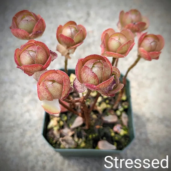 Aeonium Saundersii Adodes in a 2.5" pot, with close-up rosettes resembling a lollipop, displaying vibrant stressed colours in shades of red and green.