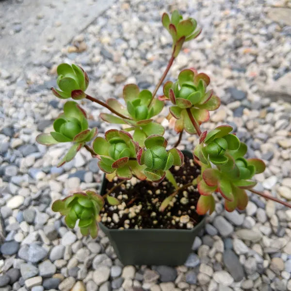 Aeonium Saundersii Adodes succulent with compact green rosettes, displayed in a 2.5" pot.