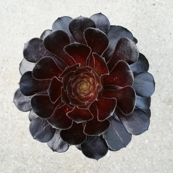 A close-up of Aeonium Schwarzkopf, showcasing its striking dark burgundy rosettes with sharp, pointed leaves that create a dramatic contrast against the surrounding greenery.