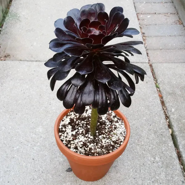 A close-up of Aeonium Schwarzkopf, showcasing its striking dark burgundy rosettes with sharp, pointed leaves that create a dramatic contrast against the surrounding greenery.