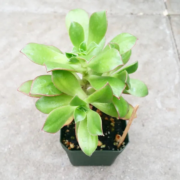 Aeonium Spathulatum f La Palma