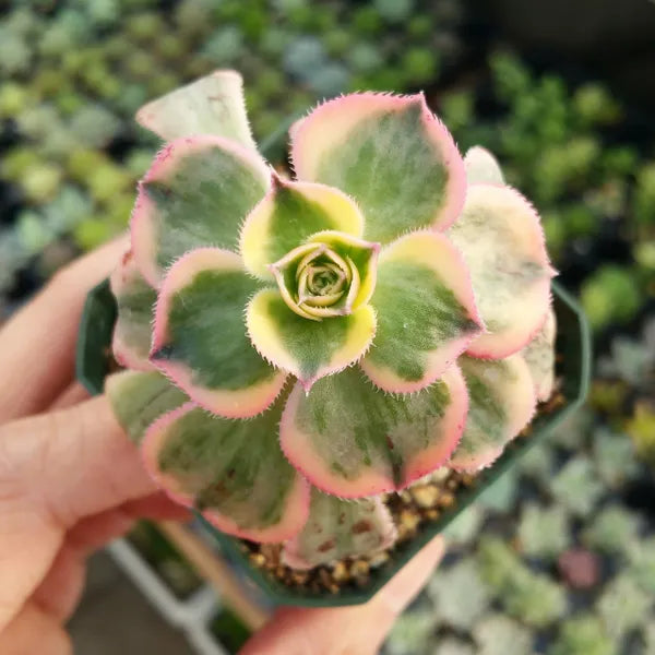 Close-up of Aeonium Sunburst succulent, showcasing its rosette pattern with vibrant green and yellow variegated leaves edged in pink, highlighting its unique coloration and texture.