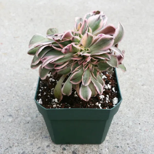 A close-up of Aeonium Sunburst Crested, showcasing its variegated leaves in shades of green, cream, and pink.