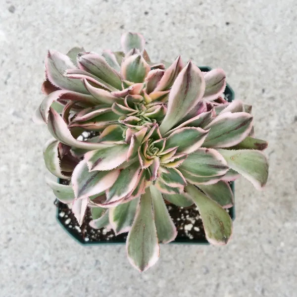 A close-up of Aeonium Sunburst Crested from topview, showcasing its variegated leaves in shades of green, cream, and pink.