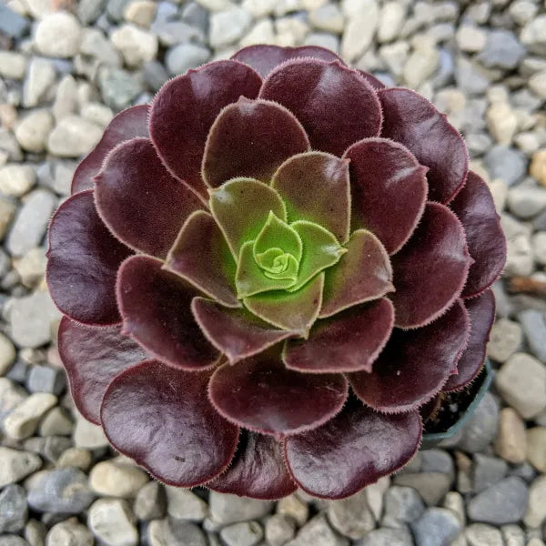 Close-up of Aeonium 'Blushing Beauty,' a succulent with rosettes of spoon-shaped leaves that transition from green to deep burgundy with a blush hue. The leaves have a slightly tacky texture, adding to the plant's unique appearance.