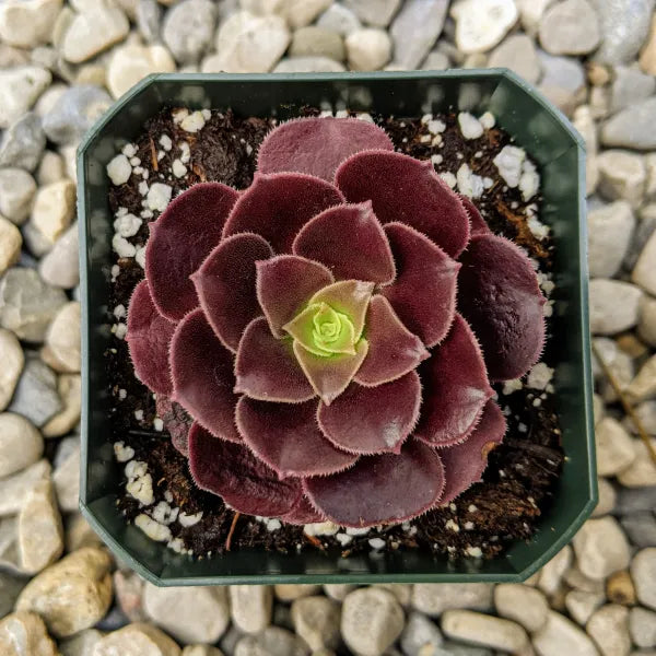 Close-up of Aeonium 'Blushing Beauty,' a succulent with rosettes of spoon-shaped leaves that transition from green to deep burgundy with a blush hue. The leaves have a slightly tacky texture, adding to the plant's unique appearance.