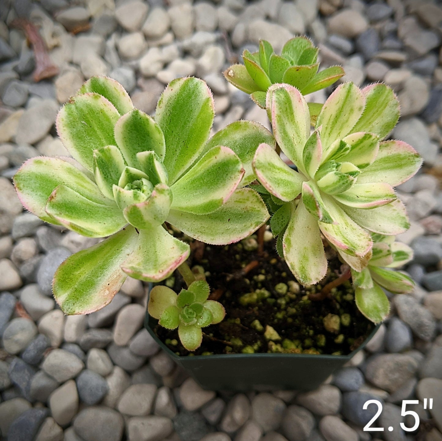 Close-up of Aeonium 'Castello-Paivae' cv. Variegata 'Suncup,' showing rosettes of thick, fleshy leaves with vibrant variegation in green, yellow, and cream. The leaves have a sunburst pattern, creating a striking, colourful appearance. The plant is compact and rounded, with small clusters of star-shaped yellow flowers potentially visible.