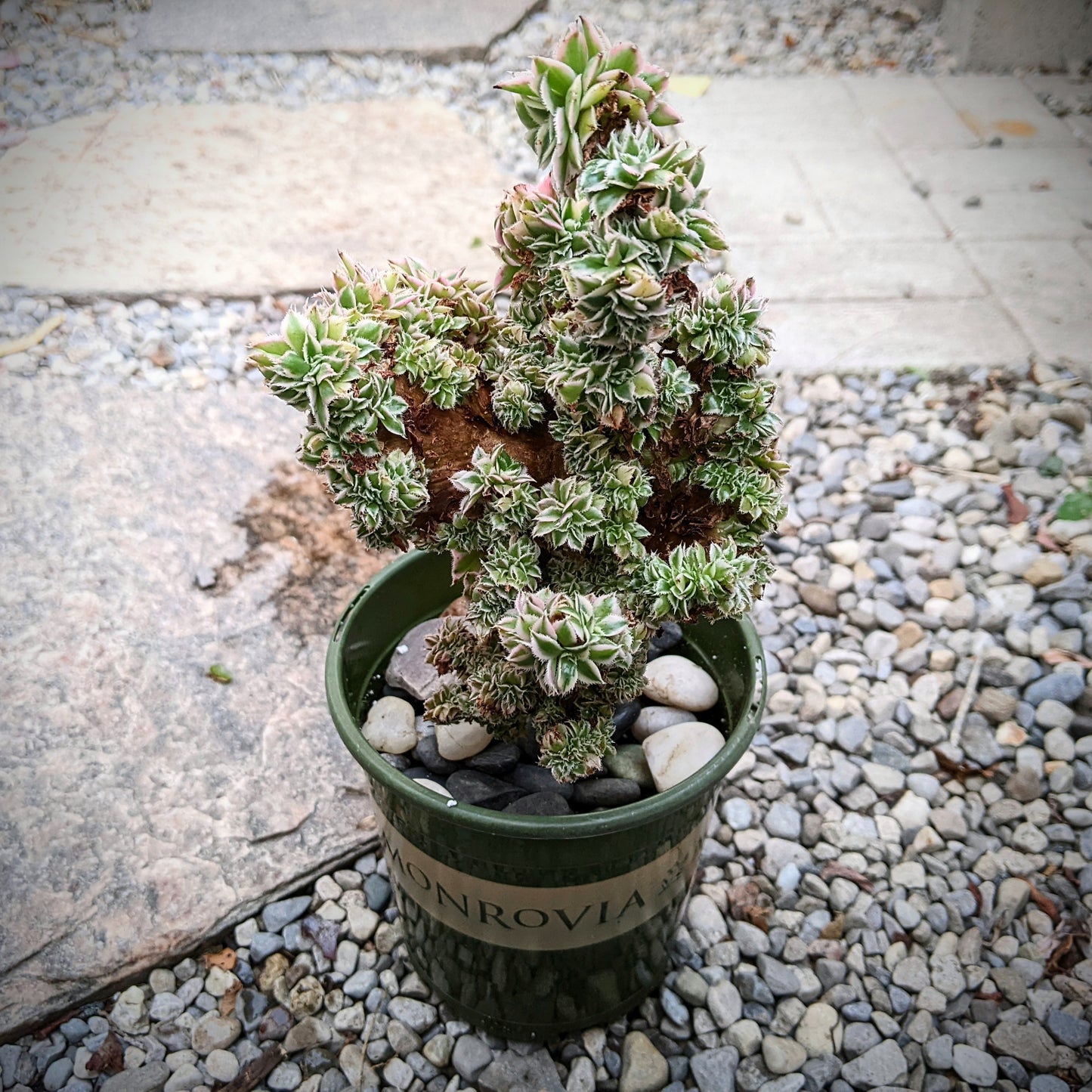 A close-up of a mature Aeonium Sunburst Crested plant, showcasing its variegated leaves in shades of green, cream, and pink.