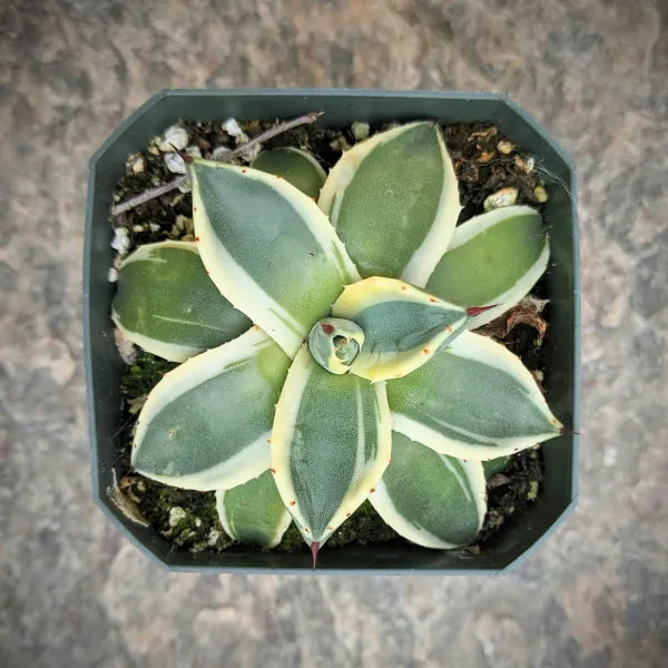 Close-up of Agave Cream Spike succulent showing its creamy-white spiked leaves and rosette shape.