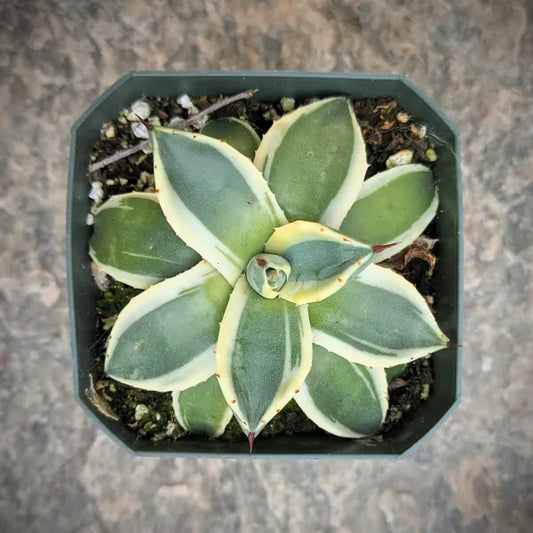 Close-up of Agave Cream Spike succulent showing its creamy-white spiked leaves and rosette shape.