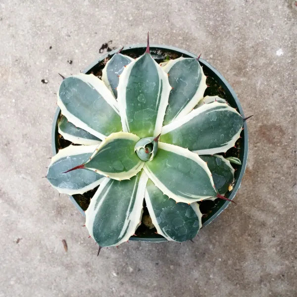 Close-up of Agave Cream Spike succulent showing its creamy-white spiked leaves and rosette shape.