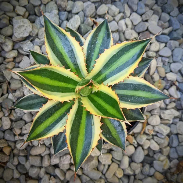 Agave Lophantha 'Quadricolour'