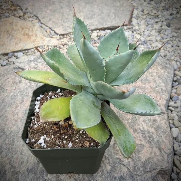 Close-up profile of an Agave Potatorum, featuring its compact rosette of pale blue-green leaves with striking reddish-brown edges and spines, displaying the plant's intricate geometric shape.