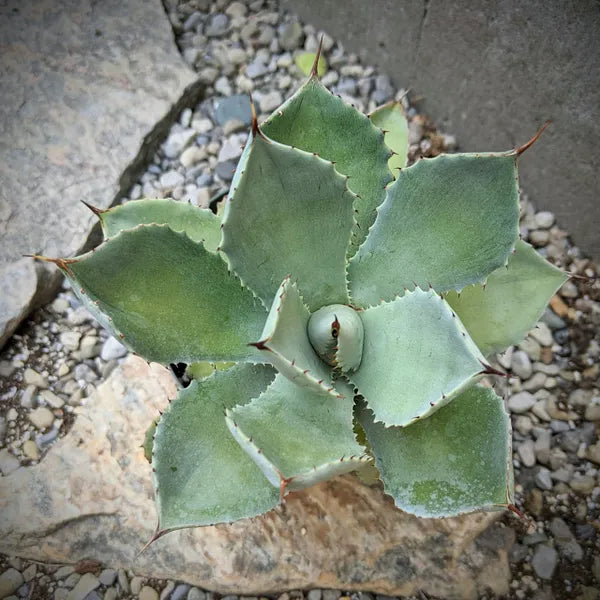 Close-up of an Agave Potatorum, featuring its compact rosette of pale blue-green leaves with striking reddish-brown edges and spines, displaying the plant's intricate geometric shape.