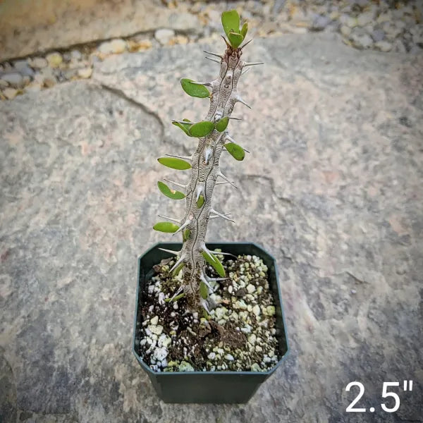 Alluaudia Procera aka Madagascar Ocotillo