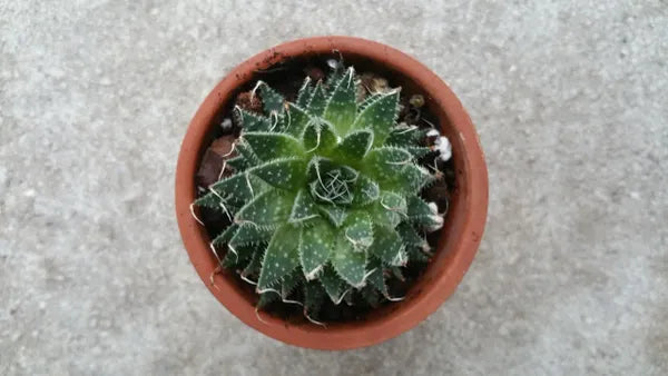 Aloe Aristata aka Lace Aloe