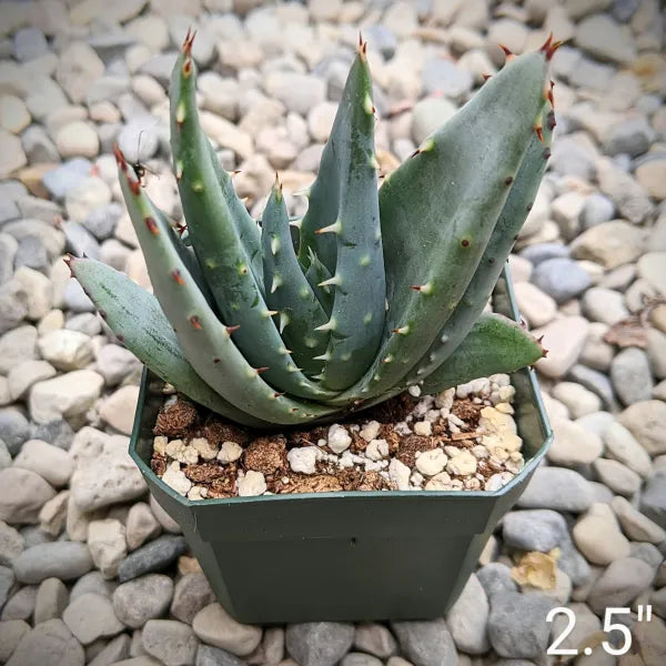 Aloe Asperifolia