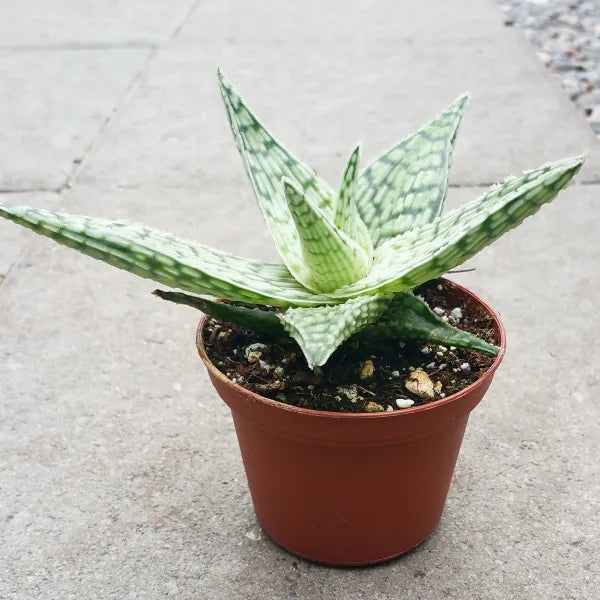 Close-up of Aloe 'Black Doran,' showcasing its green, textured leaves.