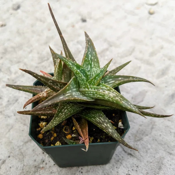 Aloe Descoingsii